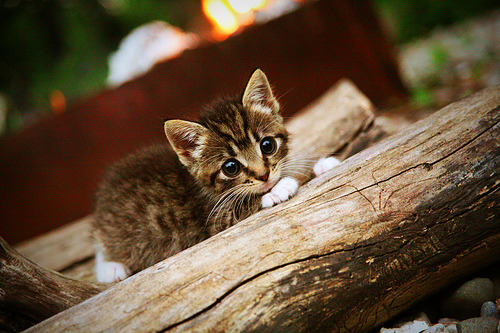 节奏的变革者，当AC米兰的狂胜遇见阿尔瓦雷斯的英超接管