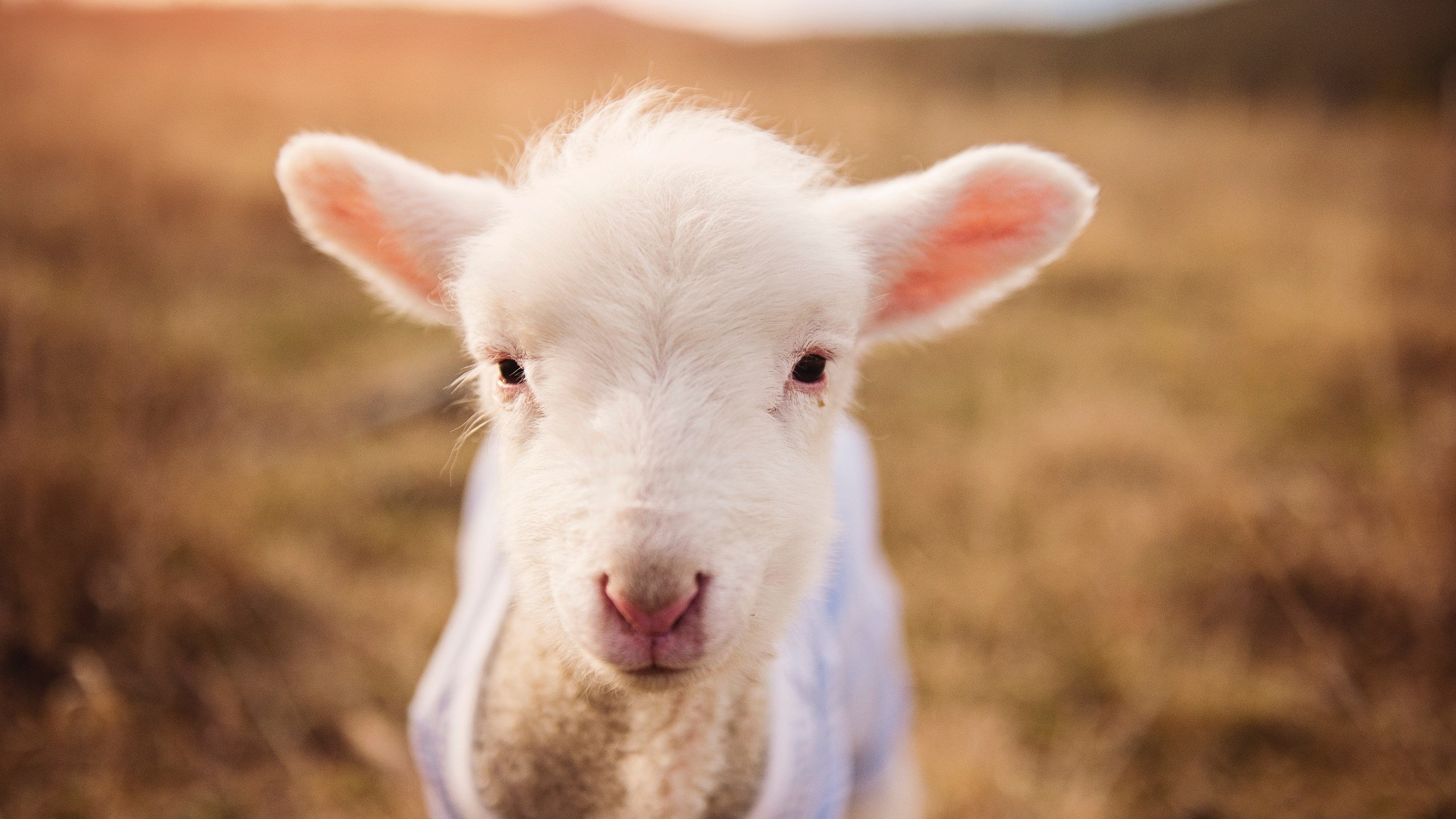 赛道与球场的双引擎，当活塞用钢铁意志点燃胜利之火