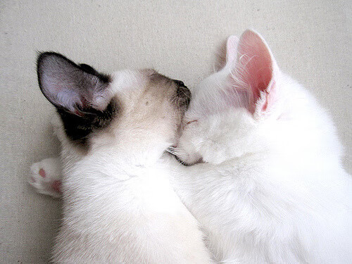 世界排名争夺战焦点战,澳大利亚袋鼠军团正面击溃阿根廷雄鹰,改写南半球橄榄球版图