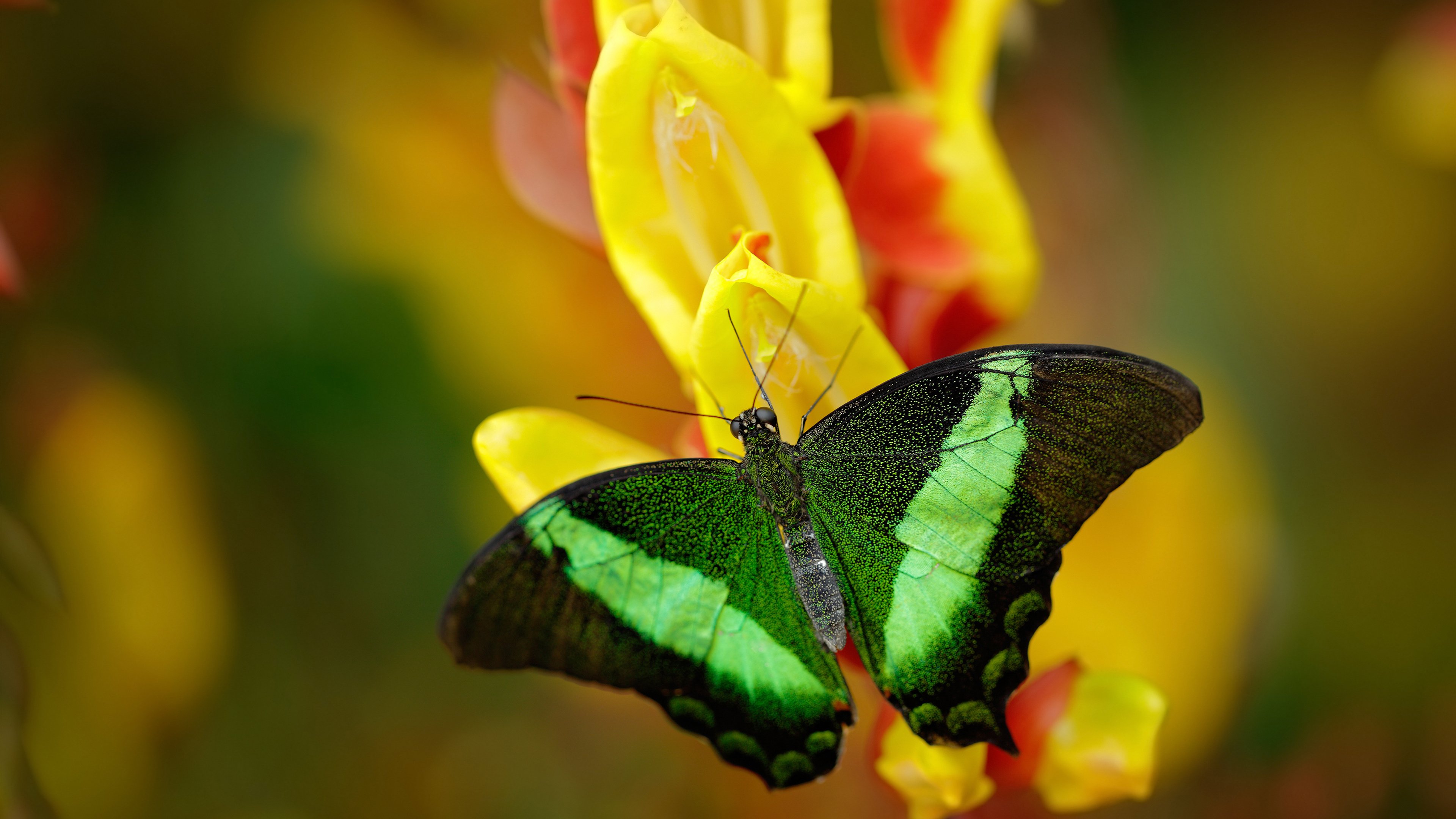 德甲之夜，一粒尘埃如何成为世界的支点—奥利维耶的封神时刻