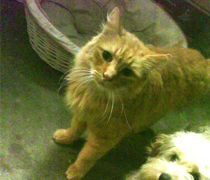 王者之心，当萨拉赫制胜在另一个赛场回响