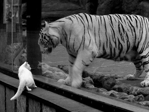 轴心之力,恩比德如何以攻防转换重塑马刺与开拓者的战局