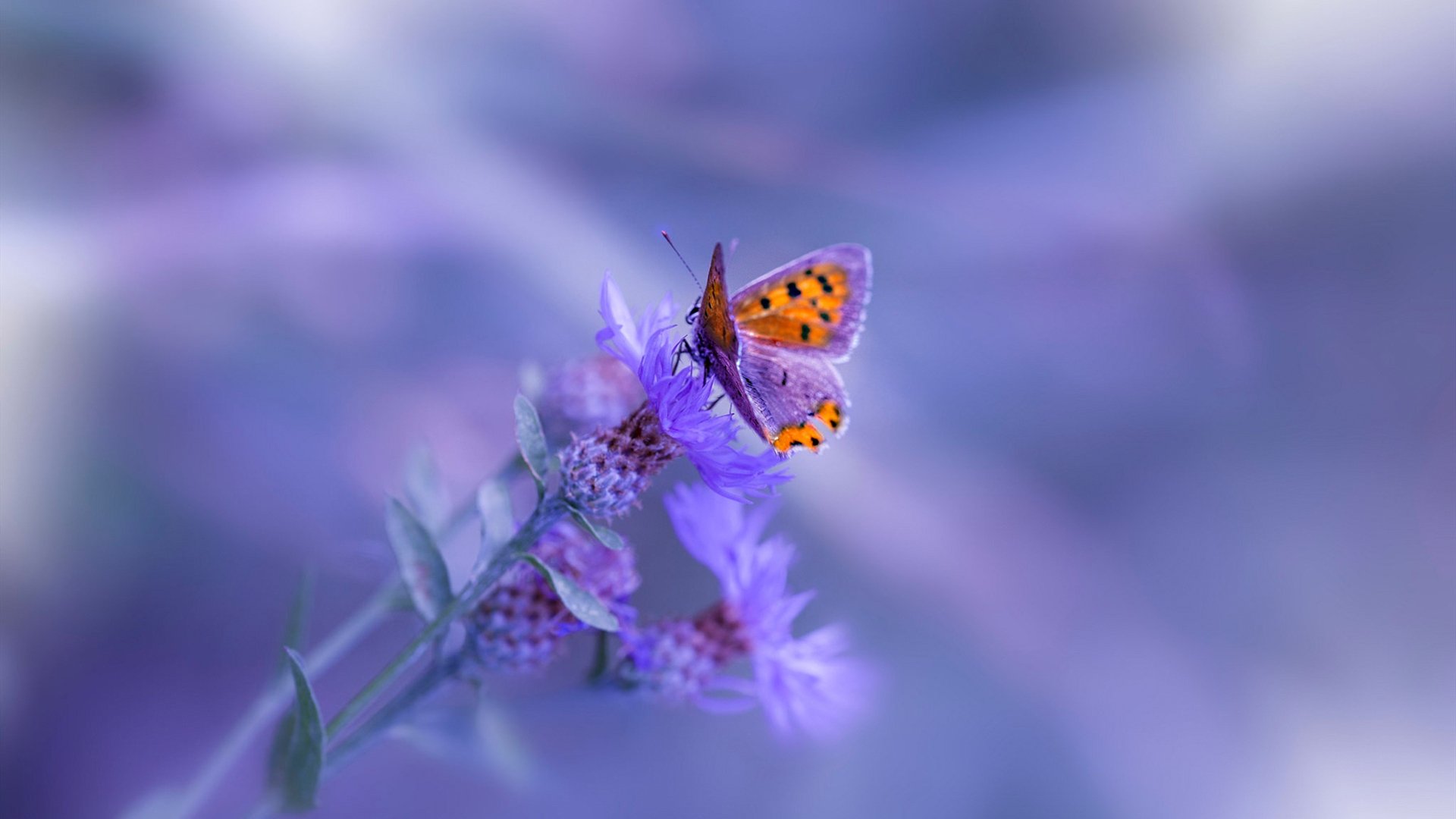 星芒与战意,奥斯梅恩在奥运关键夜连斩锁定胜局