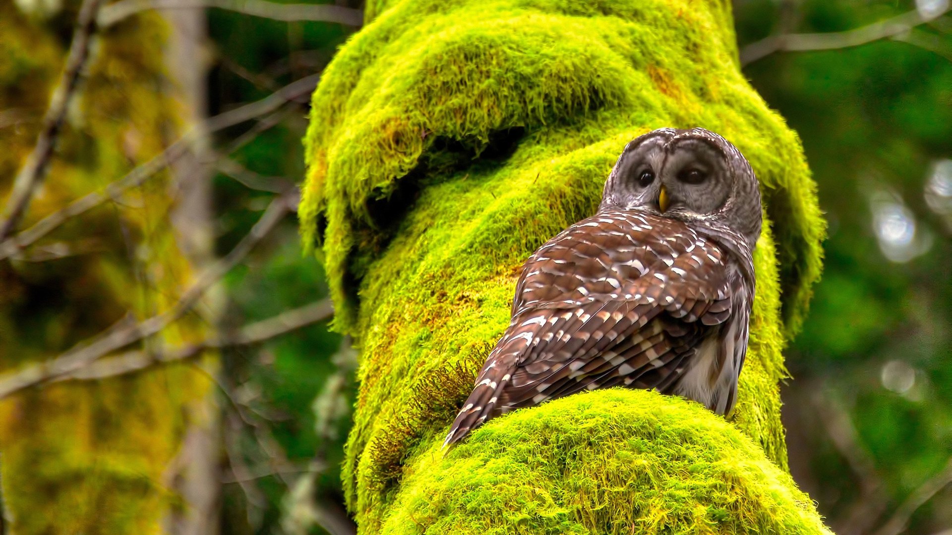 绝境之上,从莫兰特的重生到米切尔的加冕,体育如何书写命运史诗?