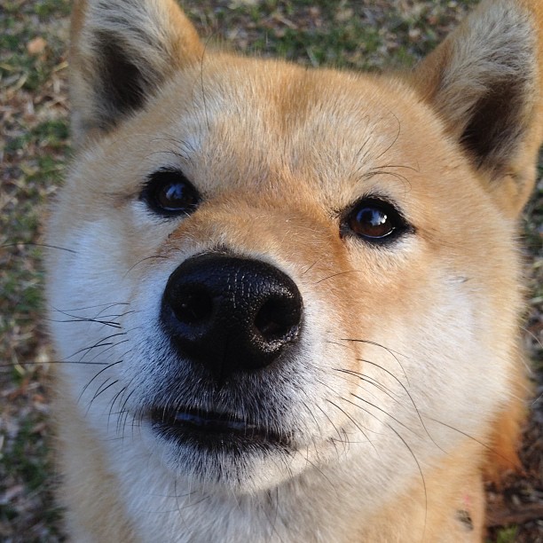 文班亚马魔都交响曲,当城墙指挥家在上海滩奏响团队凯歌