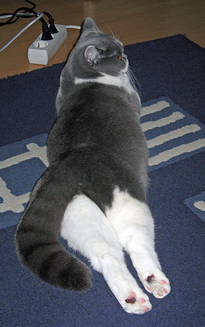 当特奥的闪电划破伊斯坦布尔之夜，贝蒂斯如何在土耳其炼狱中淬火重生