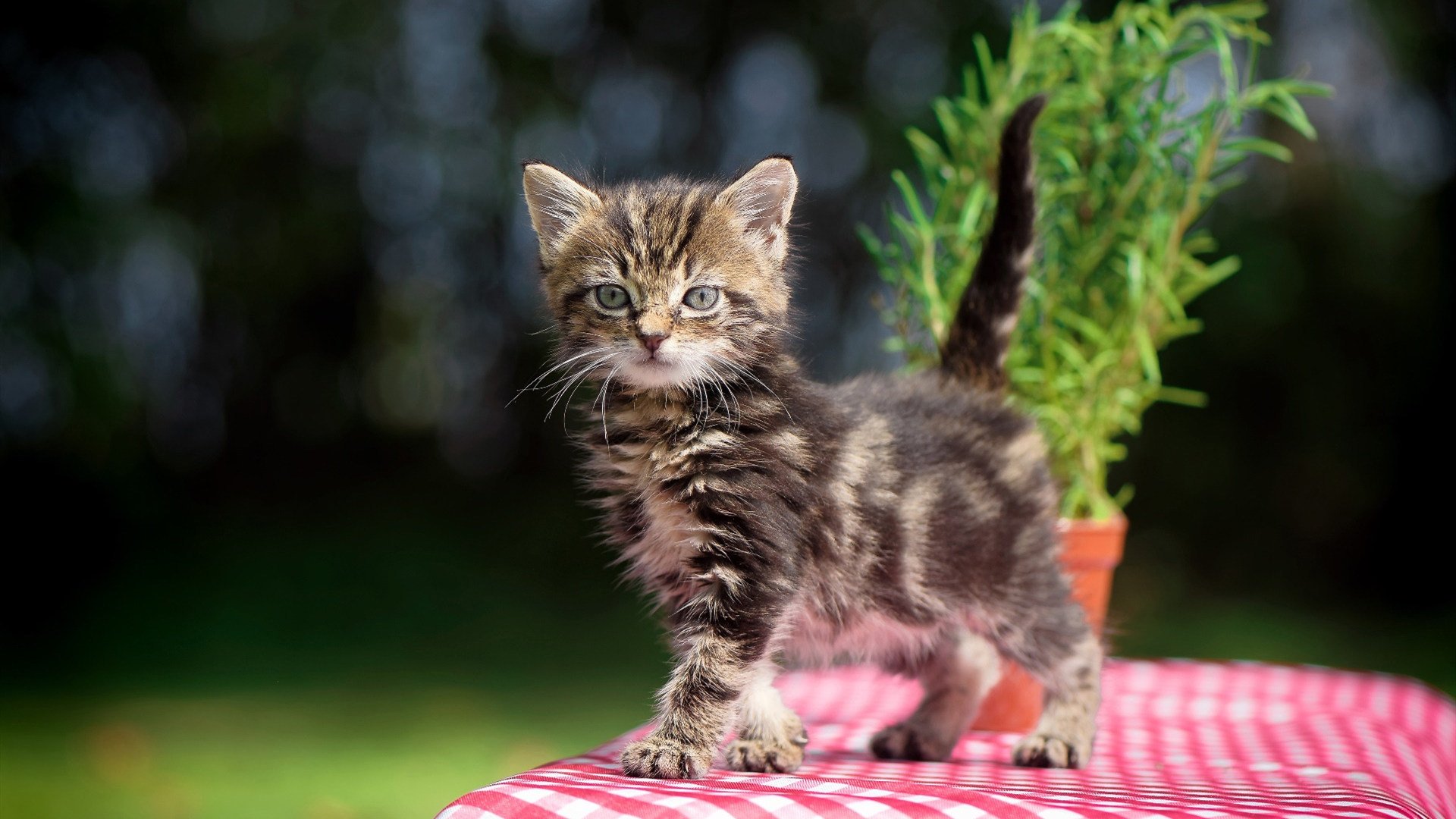 掌翼蔽天，鹈鹕全面压制山西，切特舞台越大越强的成长密码