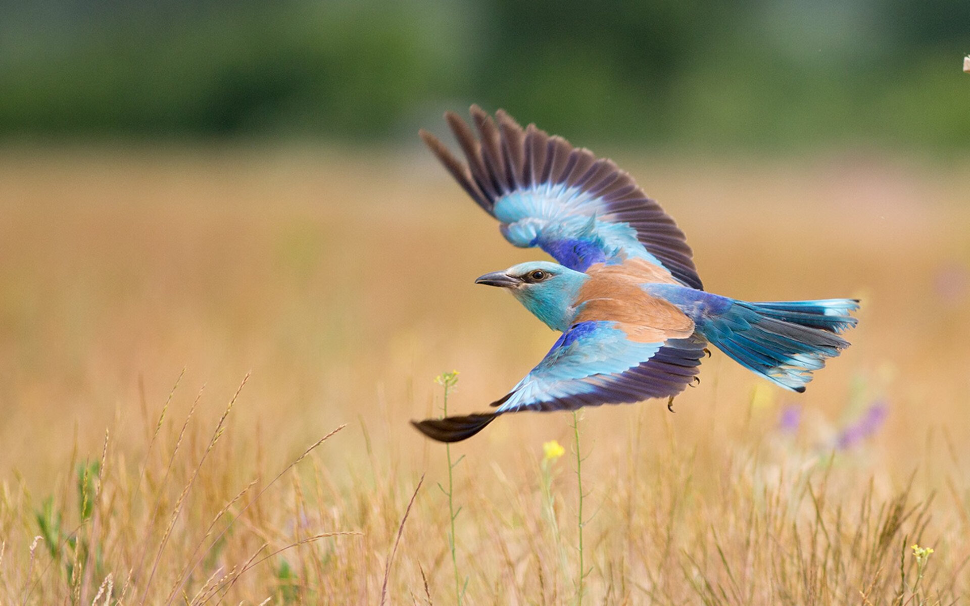 凯尔特人对阵马刺,浓眉扛起全队,引领胜利