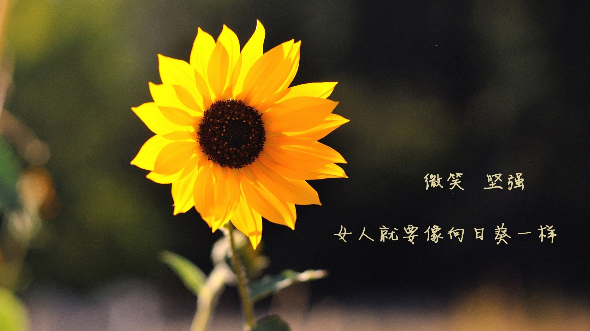 中国资本重塑皇家社会,维尼修斯无敌表现颠覆足坛格局